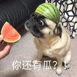 吃队友的瓜,吃队友瓜背后的真相与反思