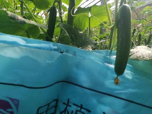 梦到下地摘瓜吃瓜,梦到下地摘瓜吃瓜的奇幻体验