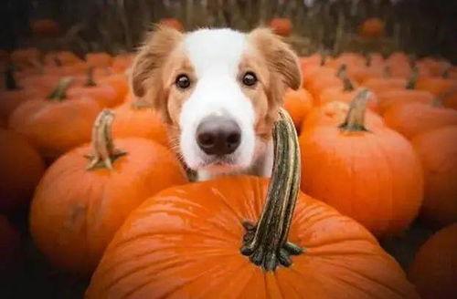 狗老师吃瓜吃肉,瓜肉盛宴，揭秘美食背后的故事