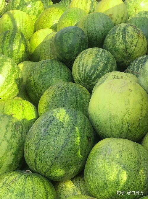 吃籽瓜的女生,揭秘吃籽瓜女生的独特魅力”