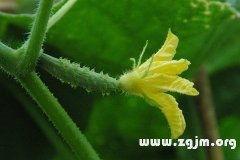 梦见儿子吃小瓜,儿子品尝小瓜的温馨启示