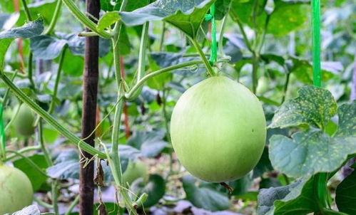 吃瓜咽喉灼烧,揭秘夏日消暑美食背后的健康隐患