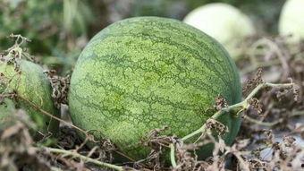 兰州紫瓜怎么吃,创意烹饪指南