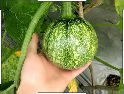 小恩雅吃瓜,小恩雅的瓜田奇遇记