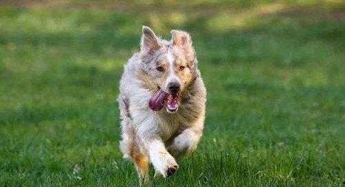 带你吃瓜带狗出门,一起吃瓜的快乐时光