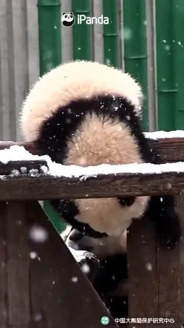 吃瓜小熊江苏,揭秘江苏美食文化之旅