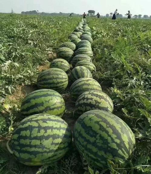 暖曦吃瓜,揭秘娱乐圈那些不为人知的幕后故事