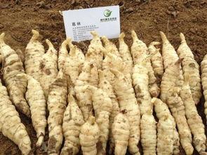 郓城双桥吃瓜,瓜香四溢，品味乡村田园生活