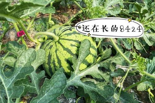 牛吃瓜叶吗,探寻牛儿对瓜叶的喜爱之谜