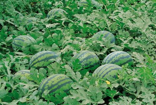 叶秋吃瓜群,揭秘电竞圈幕后故事