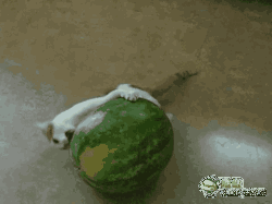 奇葩吃瓜方法视频,跟随视频一起解锁新姿势