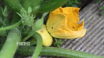 吃瓜长大的,揭秘娱乐圈背后的故事与真相