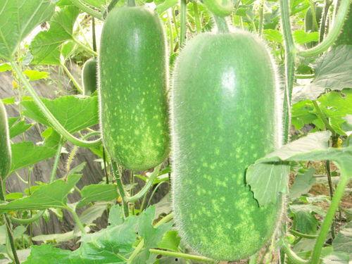 白瓜晚上怎么吃减肥,助你轻松减肥的秘密武器