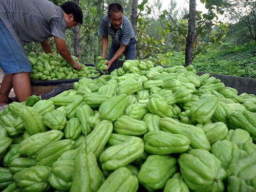 吃瓜尖的种子,探寻夏日消暑佳果的秘密