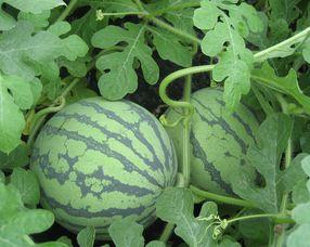 孕妇可以吃八棱瓜吗,孕妇适宜食用八棱瓜吗？