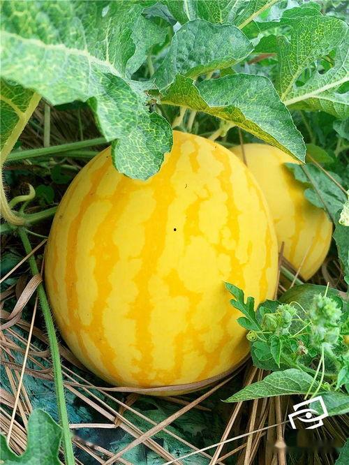 海中的吃瓜群众,海中“吃瓜群众”的奇闻轶事