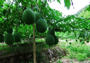 吊瓜树的吊瓜怎么吃,天然美味，健康养生新选择