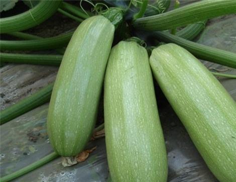 早晨吃羊角瓜好吗,早晨食用羊角瓜的益处与建议