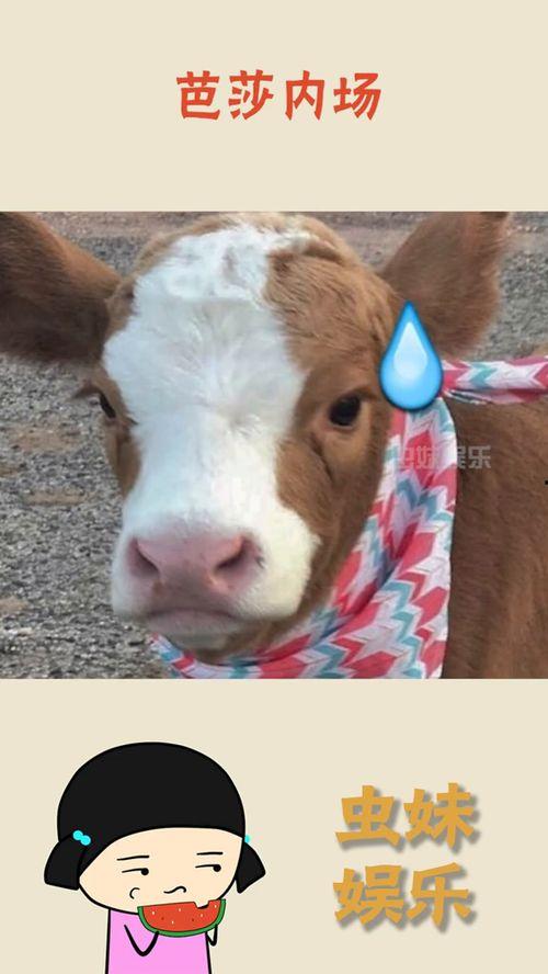 抖音吃瓜8203,揭秘热门话题背后的真相与笑料