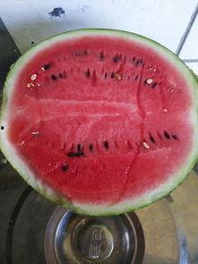 吃瓜5号,一场关于瓜子的狂欢盛宴