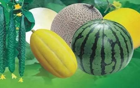 北瓜群众吃瓜视频,揭秘网络热点的幕后故事