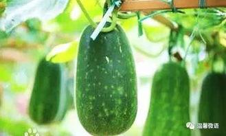 瓜虫如何吃,揭秘其捕食技巧