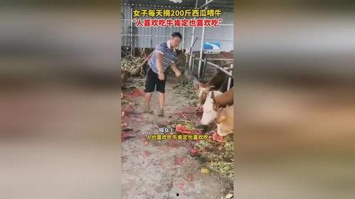 女人梦到牛吃瓜,女人梦中牛吃瓜的神秘寓意