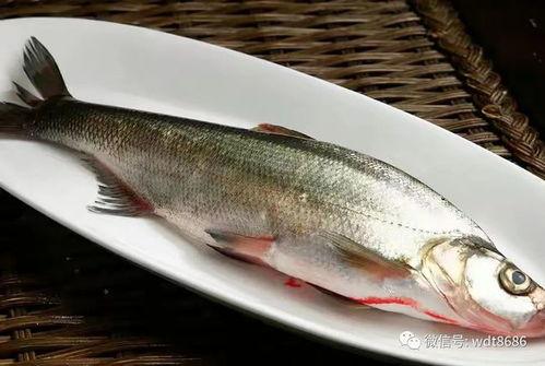 折耳鱼吃瓜,探寻瓜果飘香的海洋美味