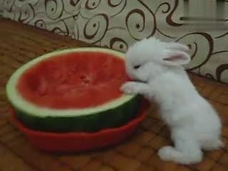 吃瓜兔子1104,揭秘网络红人的幕后故事